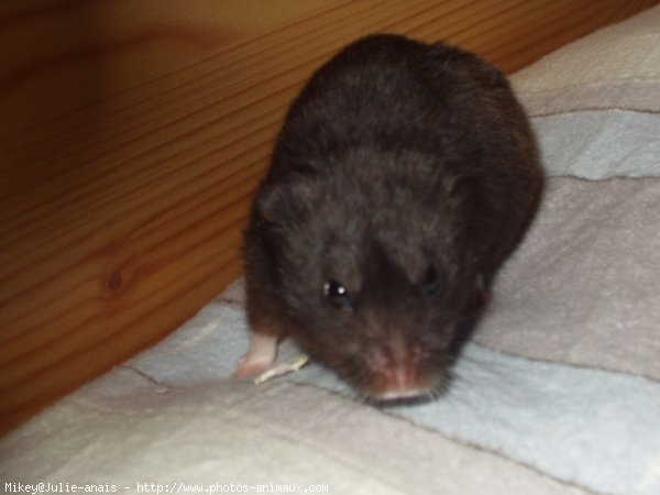 Photo de Hamster