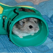 Photo de Hamster