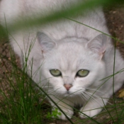 Photo de British shorthair