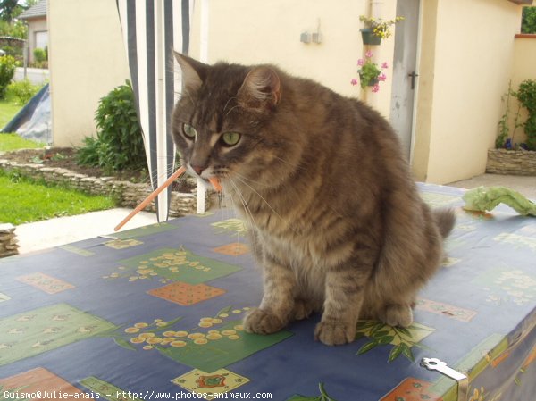 Photo de Maine coon