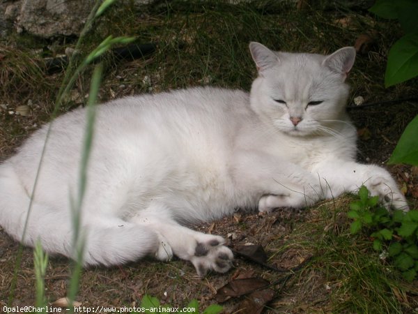 Photo de British shorthair