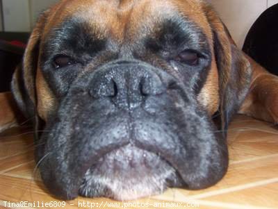 Photo de Boxer