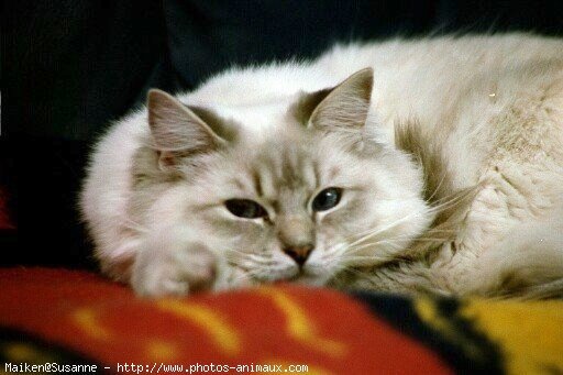 Photo de Ragdoll