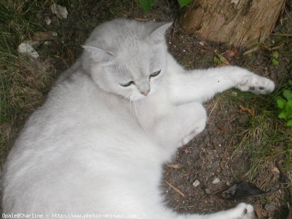 Photo de British shorthair