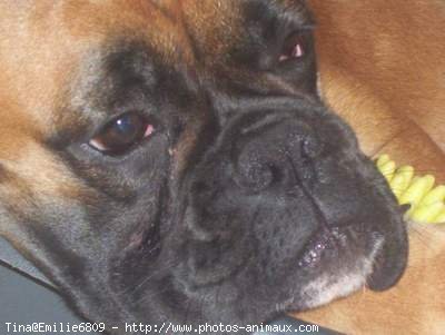 Photo de Boxer