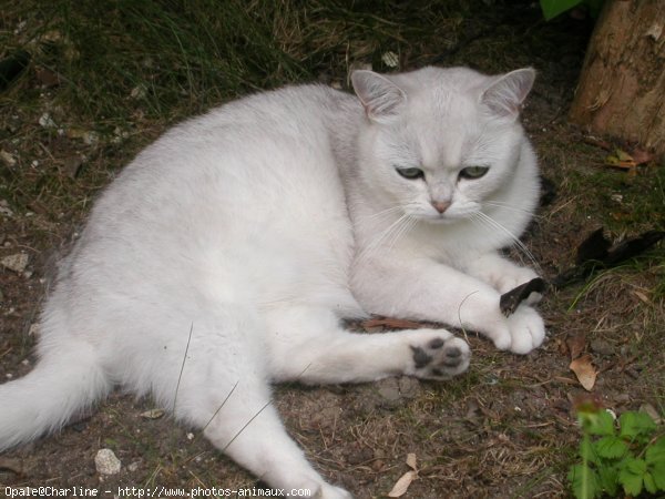 Photo de British shorthair