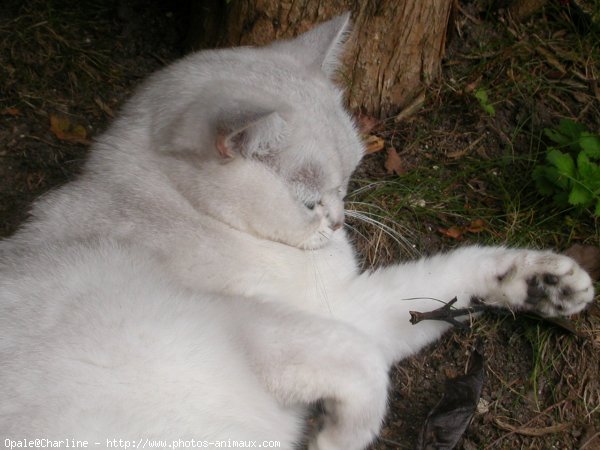 Photo de British shorthair