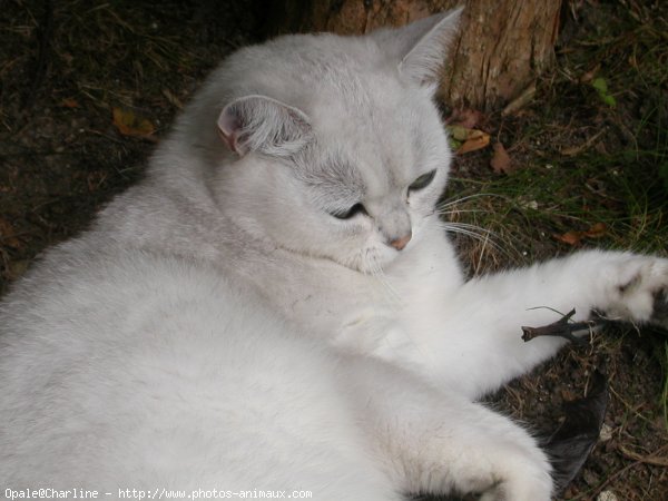 Photo de British shorthair