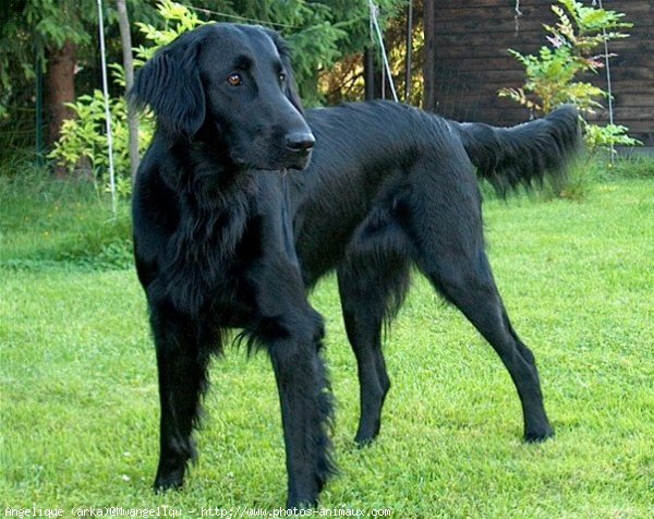 Photo de Retriever  poil plat