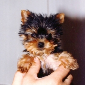 Photo de Yorkshire terrier