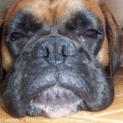 Photo de Boxer