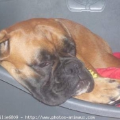 Photo de Boxer