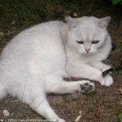 Photo de British shorthair