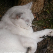 Photo de British shorthair