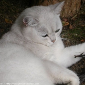 Photo de British shorthair