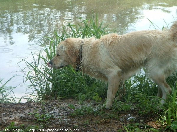 Photo de Golden retriever