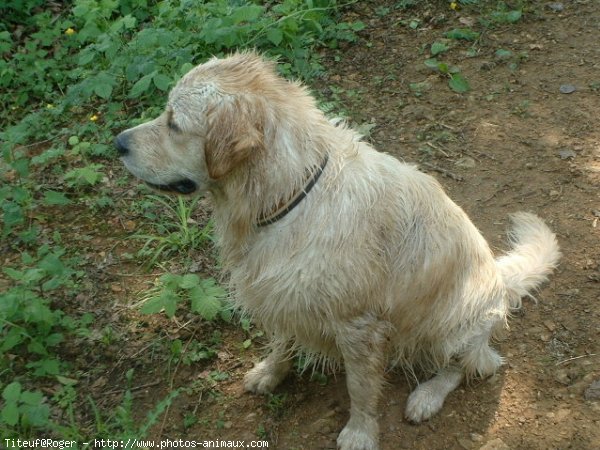 Photo de Golden retriever