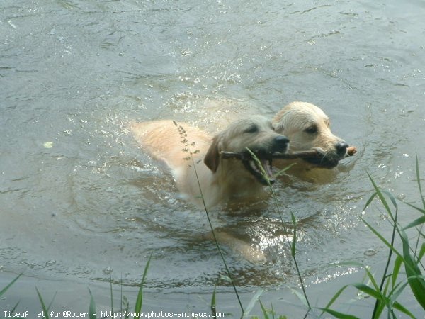 Photo de Golden retriever