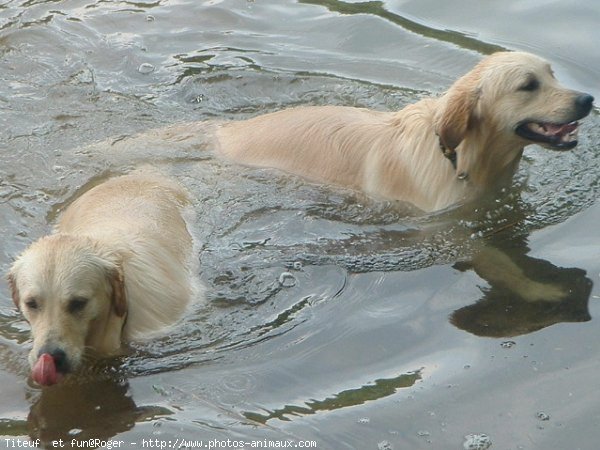 Photo de Golden retriever