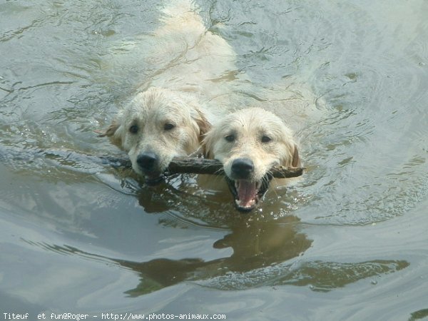 Photo de Golden retriever