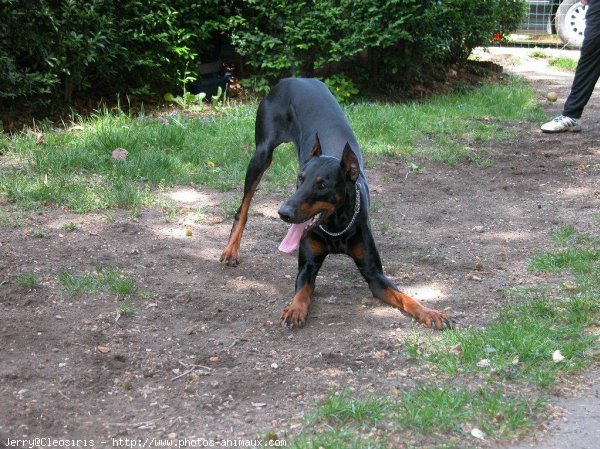 Photo de Dobermann