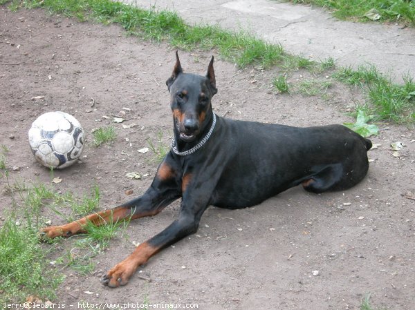 Photo de Dobermann