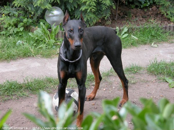 Photo de Dobermann