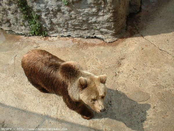 Photo d'Ours