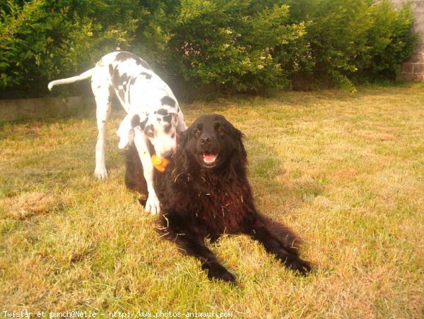 Photo de Dogue allemand