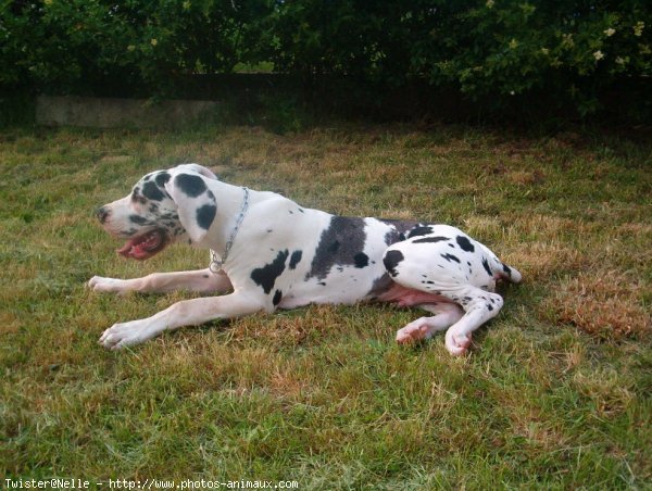 Photo de Dogue allemand