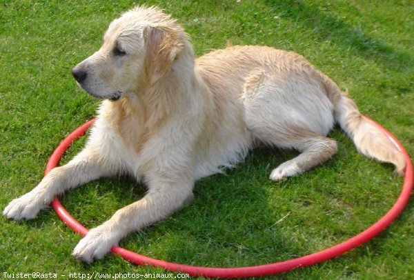 Photo de Golden retriever