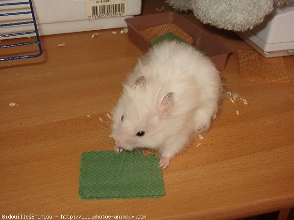 Photo de Hamster