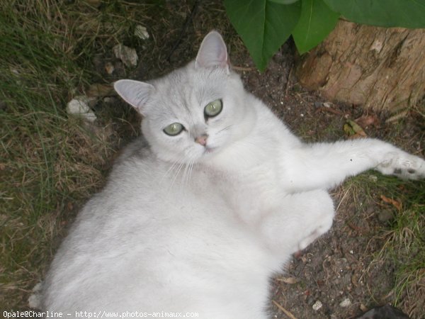 Photo de British shorthair