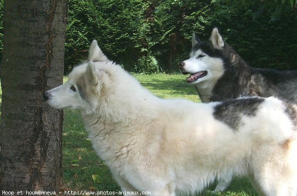 Photo de Husky siberien