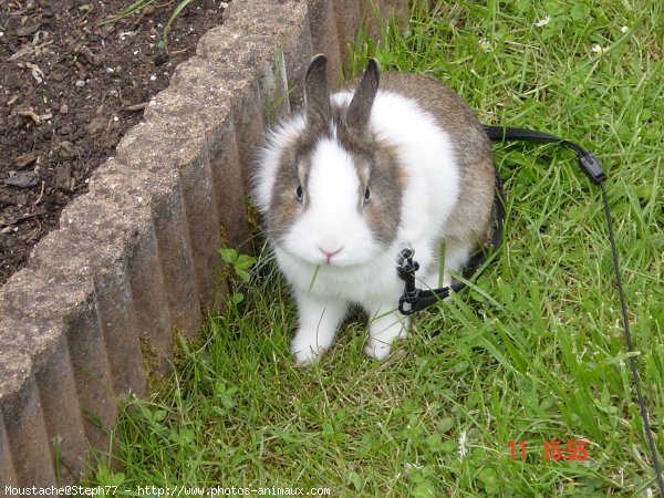 Photo de Lapin