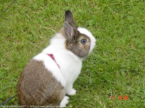 Photo de Lapin