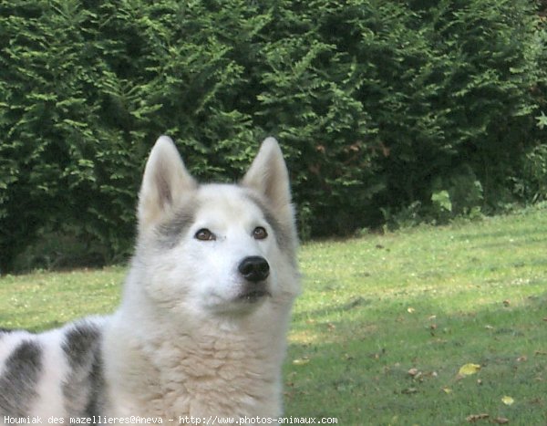 Photo de Husky siberien