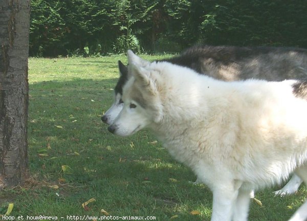 Photo de Husky siberien