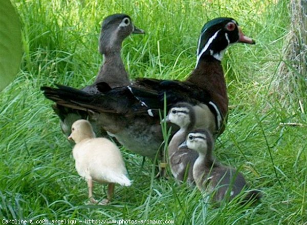 Photo de Canard