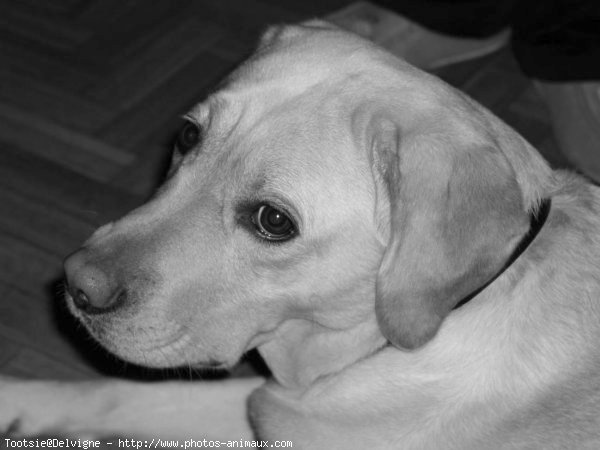 Photo de Labrador retriever