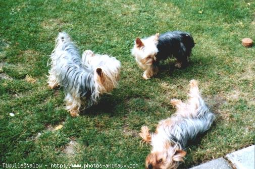 Photo de Yorkshire terrier