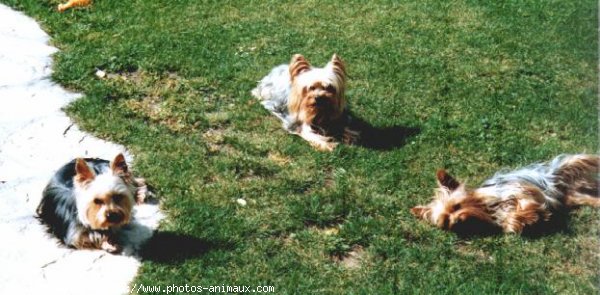 Photo de Yorkshire terrier