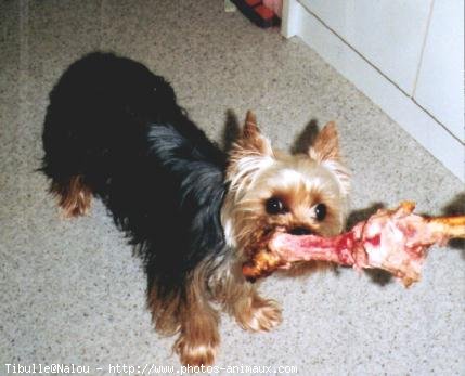 Photo de Yorkshire terrier