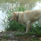 Photo de Golden retriever