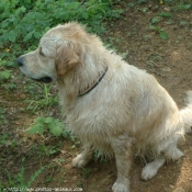 Photo de Golden retriever