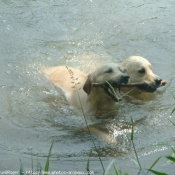 Photo de Golden retriever