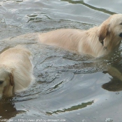 Photo de Golden retriever