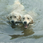 Photo de Golden retriever