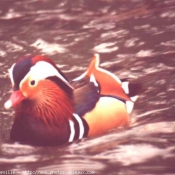 Photo de Canard