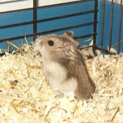 Photo de Hamster